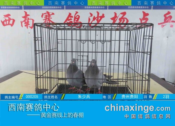 西南赛鸽中心:第五届幼鸽入棚图集(10-16) - 贵州西南赛鸽中心 - 中信
