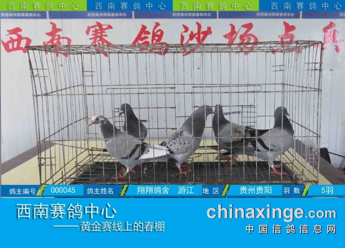 西南赛鸽中心:第五届幼鸽入棚图集(10-17) - 贵州西南赛鸽中心 - 中信