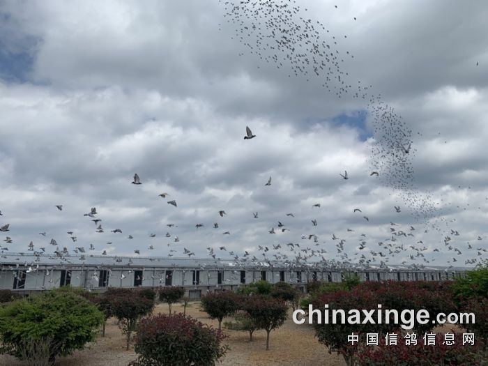 云南石林宇松赛鸽中心春棚 - 中信网各地公棚