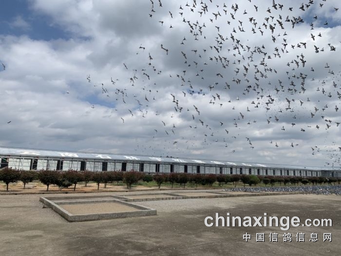 云南石林宇松赛鸽中心春棚 - 中信网各地公棚