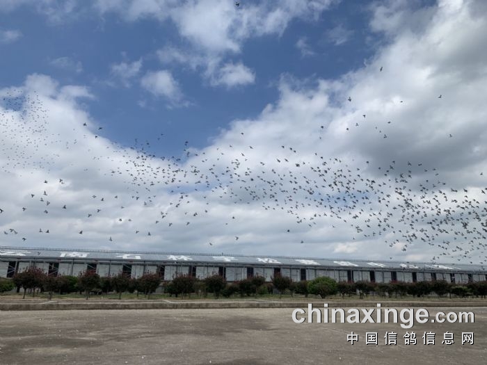 云南石林宇松赛鸽中心春棚 - 中信网各地公棚