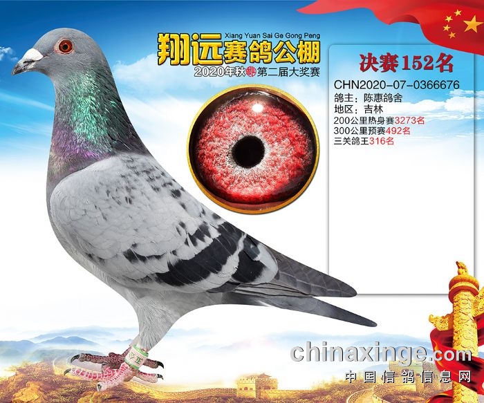 翔远公棚2020年秋季决赛获奖鸽图片151名180名