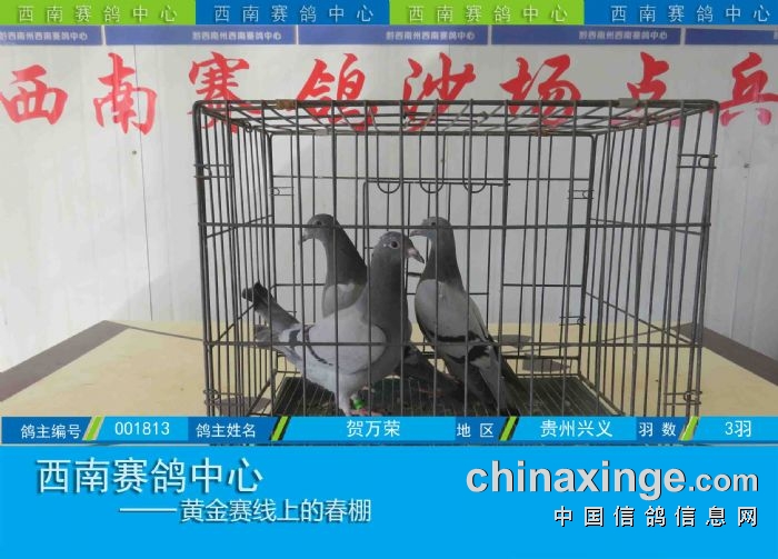 西南赛鸽中心:第五届幼鸽入棚图集(11-24) - 贵州西南赛鸽中心 - 中信