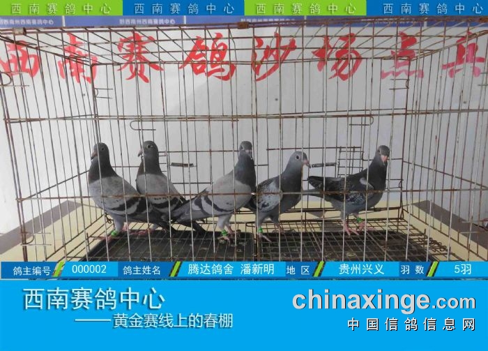 西南赛鸽中心:第五届幼鸽入棚图集(11-24) - 贵州西南赛鸽中心 - 中信