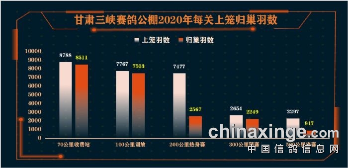 甘肅三峽賽鴿公棚2020年競翔大獎賽大數據分析