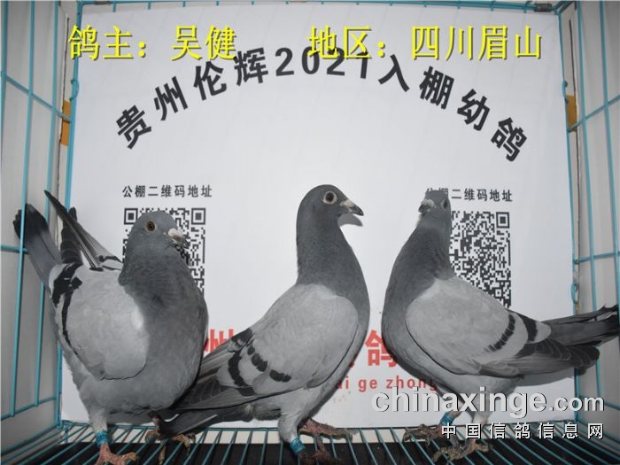 贵州伦辉赛鸽中心:2021年3月1日入棚照