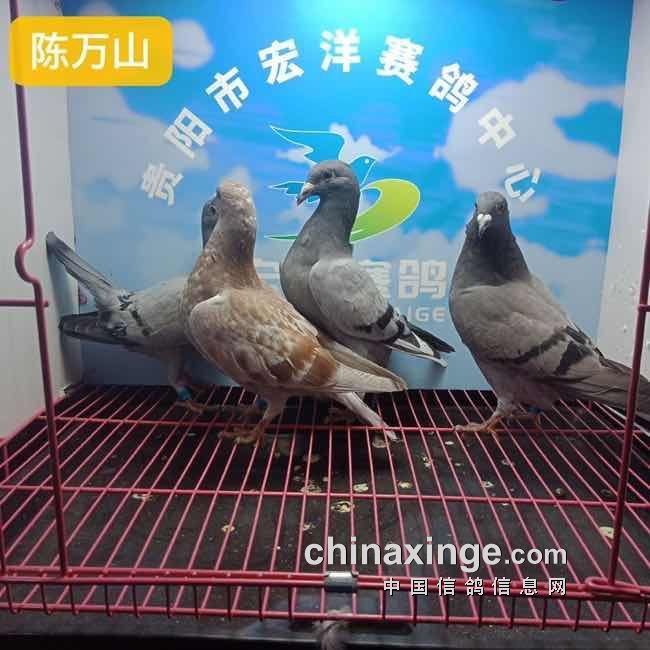 31幼鸽入棚照 - 贵阳市宏洋赛鸽中心 - 中信网各地公棚信息www.