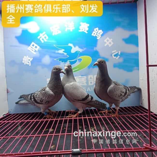 12幼鸽入棚照 - 贵阳市宏洋赛鸽中心 - 中信网各地公棚