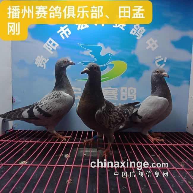 12幼鸽入棚照 - 贵阳市宏洋赛鸽中心 - 中信网各地公棚