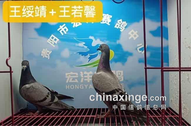 22幼鸽入棚照 - 贵阳市宏洋赛鸽中心 - 中信网各地公棚信息www.