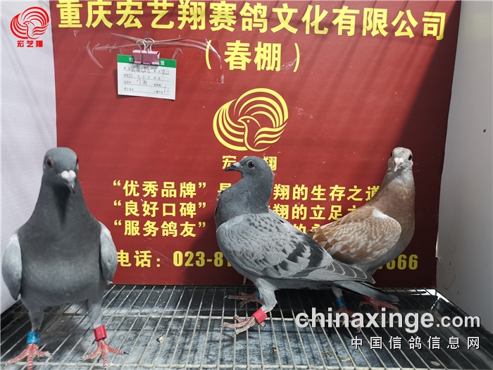 重庆宏艺翔(春棚)第九届6月3日幼鸽入棚照(二) - 重庆宏艺翔赛鸽文化
