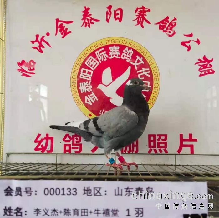 临沂金泰阳赛鸽公棚春棚近期入棚照片一