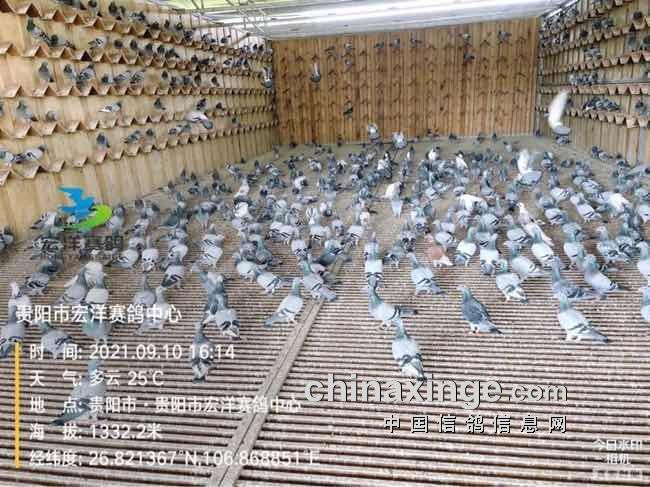 贵阳市宏洋赛鸽中心清棚图片