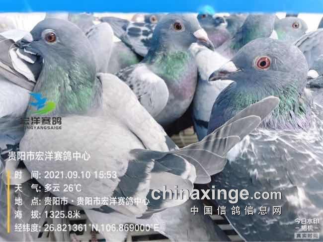 贵阳市宏洋赛鸽中心清棚图片