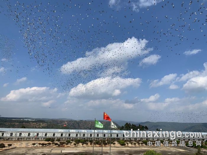 云南石林宇松赛鸽中心春棚 - 中信网各地公棚