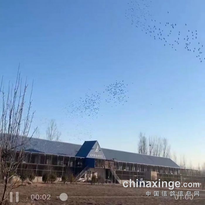 山东龙畅赛鸽春棚第四站5公里开笼图片