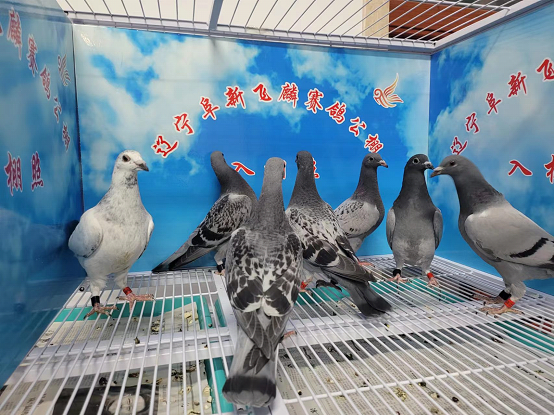 飞麟公棚4月14日幼鸽入棚照3