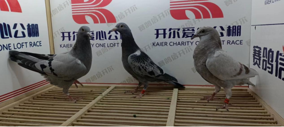 开尔爱心公棚青年队4月20日幼鸽入棚照2