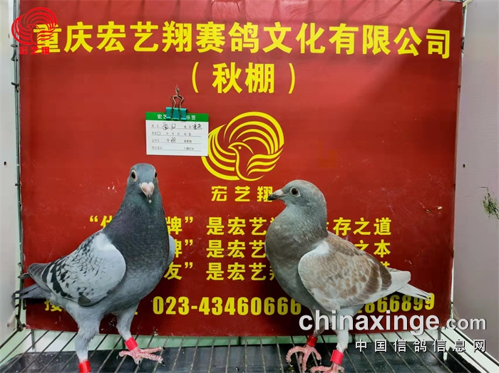 上-何青云地区重庆参赛名赛欧鸽粮-陈国材地区重庆南岸参赛名陶伟地区