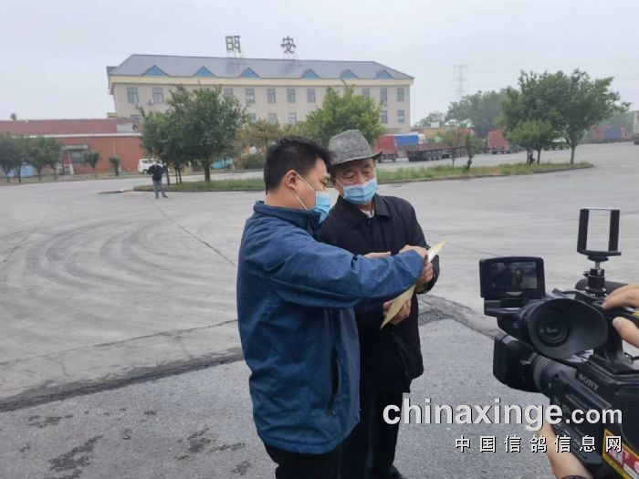 山东龙畅赛鸽春棚360公里第二关比赛开笼图片