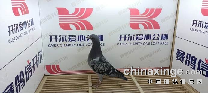 0226357花古都天宇鸽业-卢兆春河南省安阳市16-0226358灰古都天宇鸽业