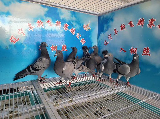 飞麟公棚5月15日幼鸽入棚照6