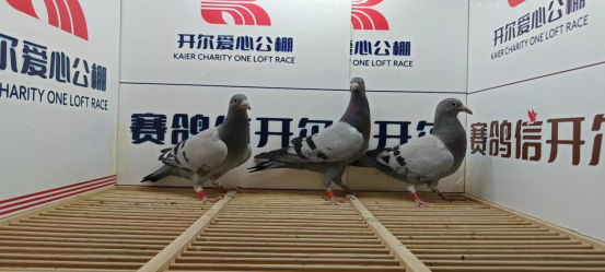开尔爱心公棚(青年队)5月21日幼鸽入棚照(15)