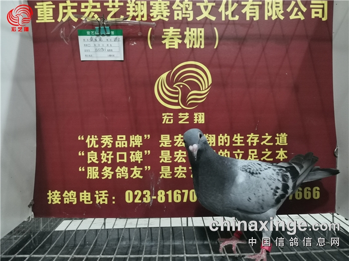 重庆宏艺翔(春棚)第十届幼鸽入棚照片(七) - 重庆宏艺翔赛鸽文化有限