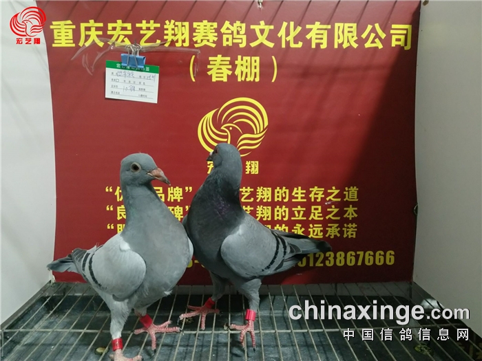 重庆宏艺翔(春棚)第十届幼鸽入棚照片(七) - 重庆宏艺翔赛鸽文化有限