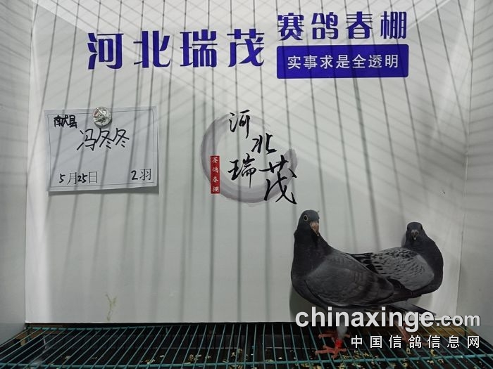 5月25日(一)接鸽照片 - 河北瑞茂赛鸽春棚 - 中信网各地公棚
