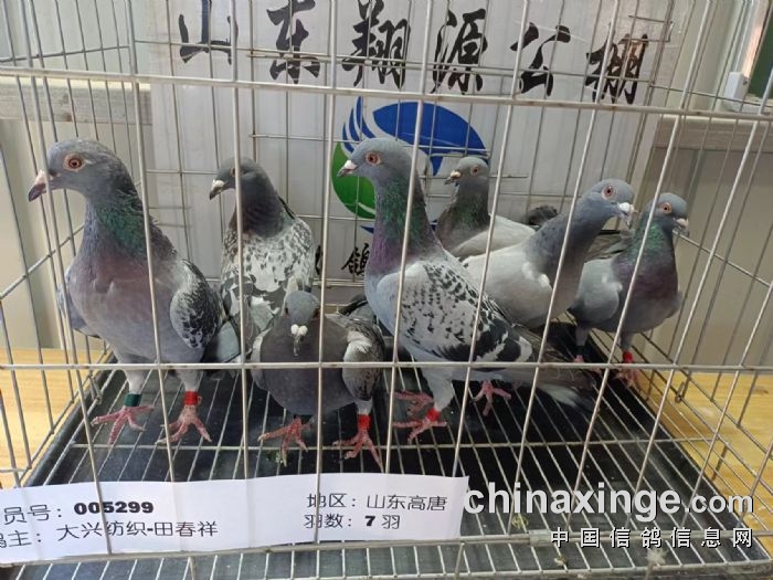 5月25日幼鸽入棚照片 - 山东翔源赛鸽公棚 - 中信网各地公棚