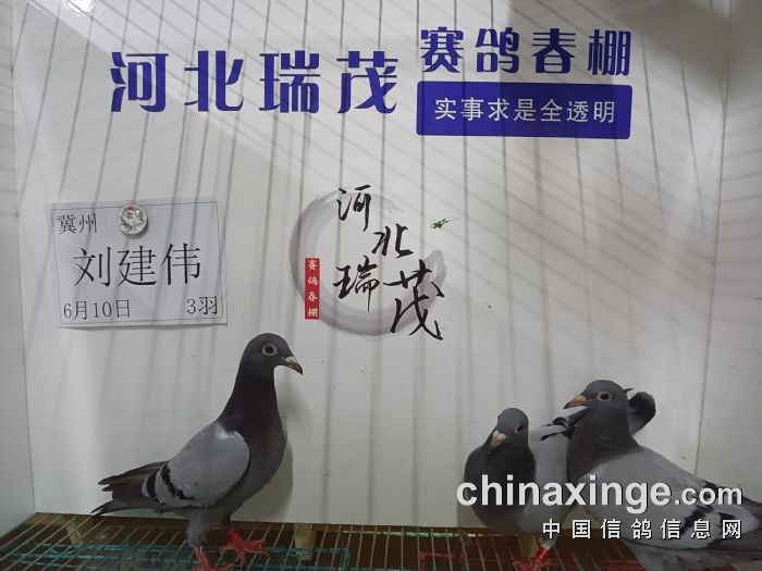 6月11日(一)接鸽照片 - 河北瑞茂赛鸽春棚 - 中信网各地公棚
