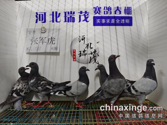 6月11日(一)接鸽照片 - 河北瑞茂赛鸽春棚 - 中信网各地公棚