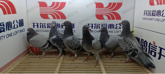 开尔爱心公棚春棚第二届6月13日入棚鸽照片3