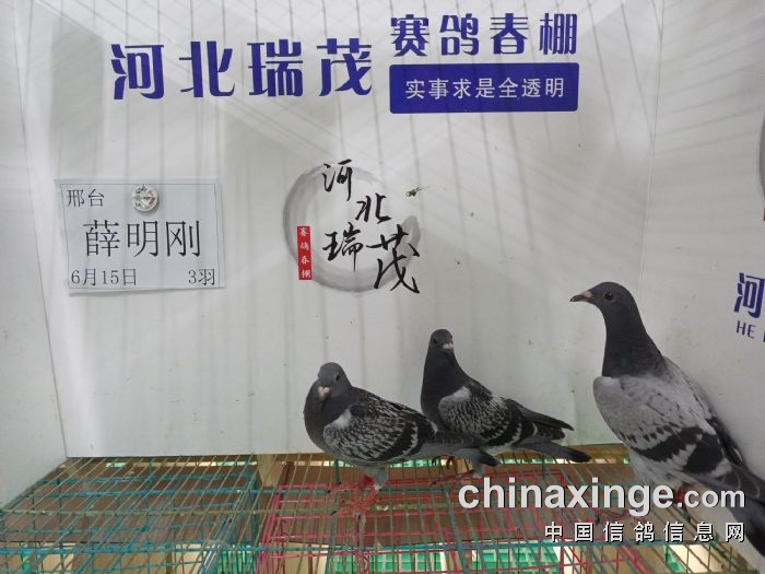 6月15日(六)接鸽照片 - 河北瑞茂赛鸽春棚 - 中信网各地公棚