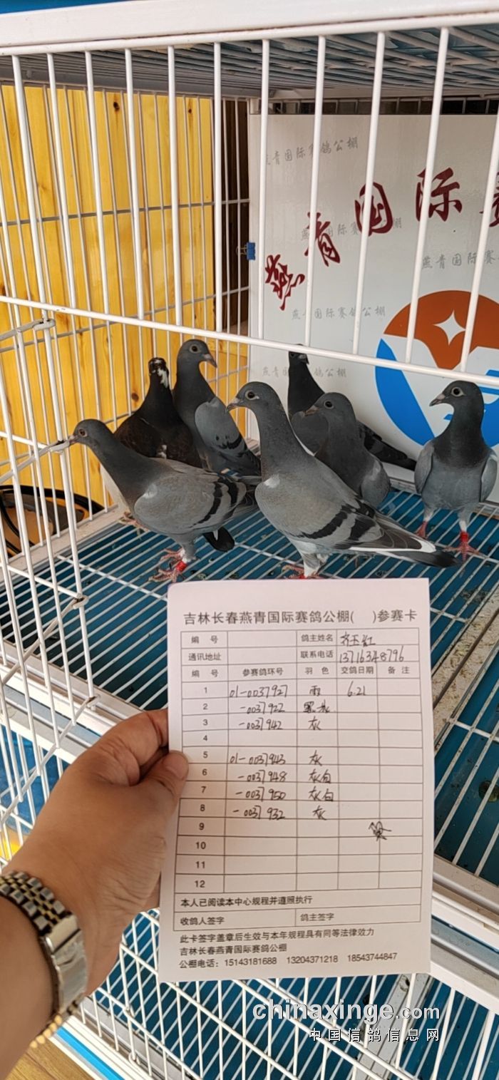 长春燕青国际赛鸽公棚6月21日幼鸽入棚照