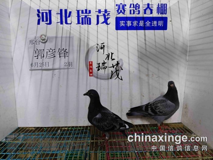 6月25日(九)接鸽照片 - 河北瑞茂赛鸽春棚 - 中信网各地公棚