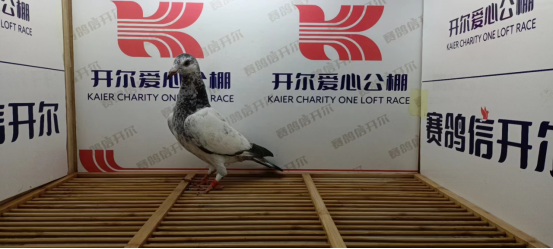 开尔爱心公棚(春棚)第二届6月30日入棚鸽照片(2)