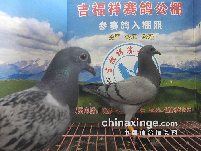 1羽丰华鸽舍-刘强      四川苍溪    3羽已阅读次重庆吉福祥赛鸽
