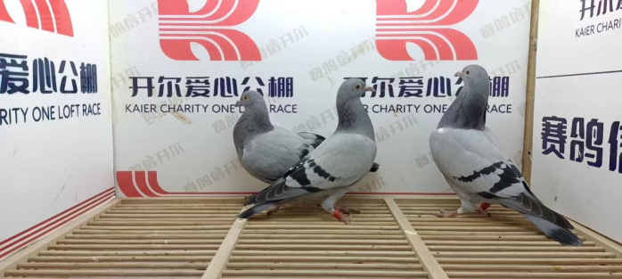 风帆国际赛鸽公棚春棚位置在山东省东营市东营区牛庄镇张庄村赛鸽是