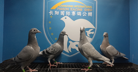 长阳国际赛鸽公棚(秋棚)第一届4月16日幼鸽入棚照片--中国信鸽协会