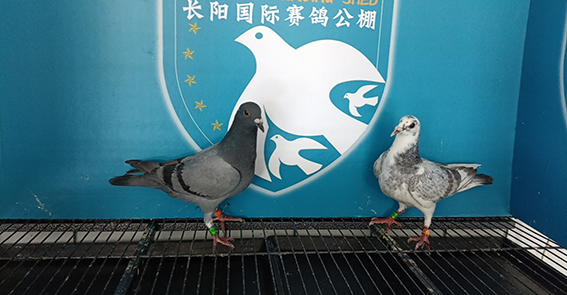 长阳国际赛鸽公棚秋棚第一届6月24日幼鸽入棚照片