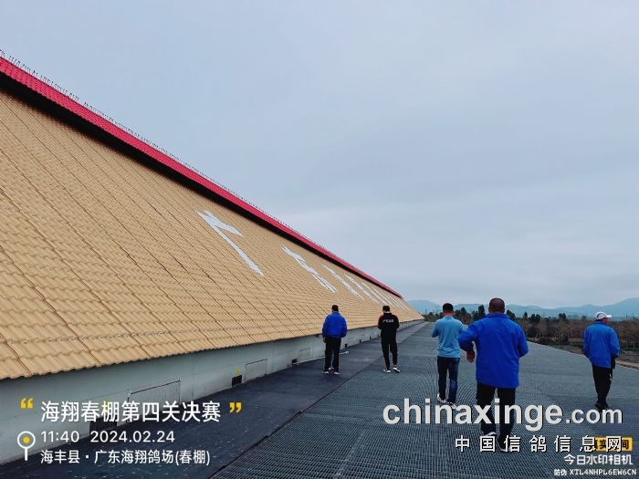 广东海翔(春棚)第四关500公里决赛图集_公棚动态_广东海翔赛鸽公棚(春