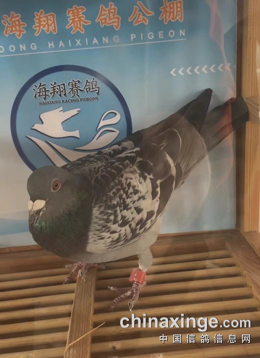 广东海翔(春棚)530公里挑战赛图集_公棚动态_广东海翔赛鸽公棚(春棚)