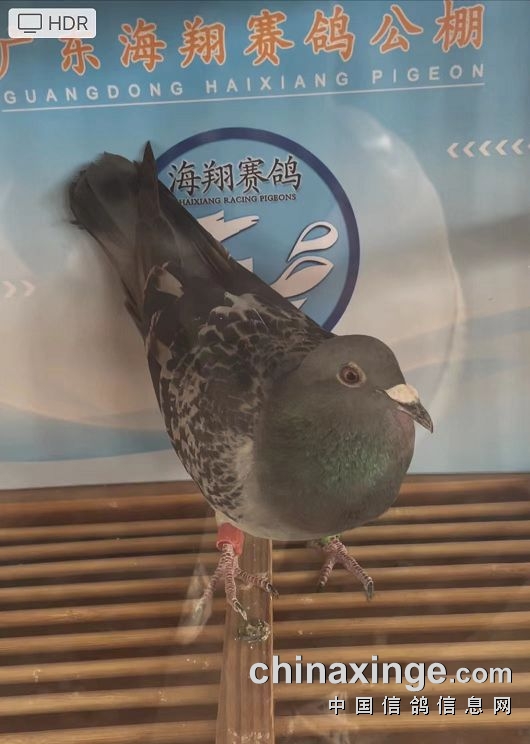 广东海翔(春棚)530公里挑战赛图集_公棚动态_广东海翔赛鸽公棚(春棚)
