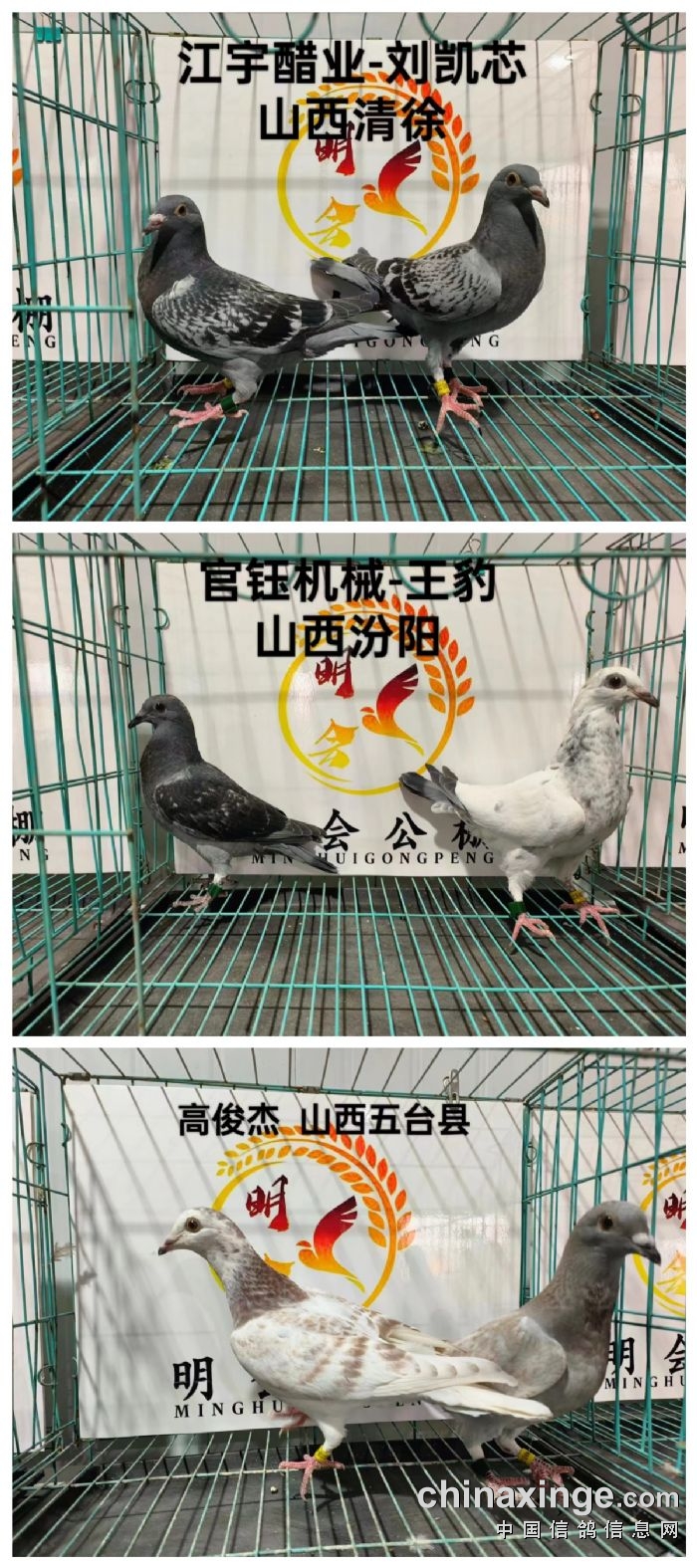 河北明会赛鸽公棚3月3日入棚照片 - 河北明会赛鸽公棚 - 中信网各地公棚