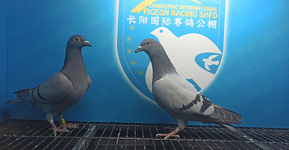 市内丘县2024-03-0349801灰昊阳鸽舍-武立朋河北省邢台市内丘县2024