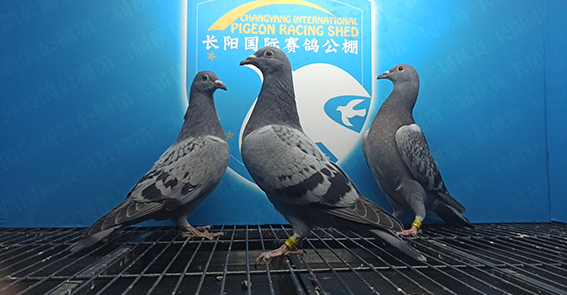 2024年长阳国际赛鸽公棚4月6日幼鸽入棚照