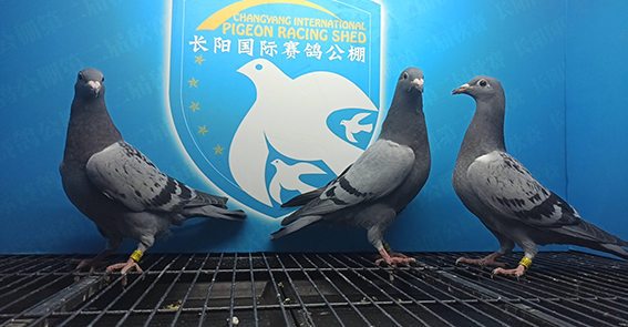 2024-16-0719346灰如意满天-刘涛河北省石家庄市2024-03-0767051灰