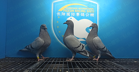 如意满天-刘涛河北省石家庄市2024-03-0767051灰如意满天-刘涛河北省